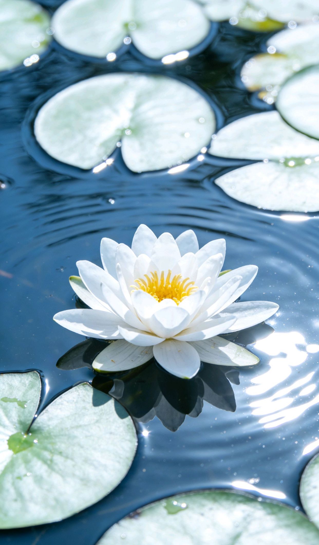 正能量的句子发朋友圈，短短一句发朋友圈