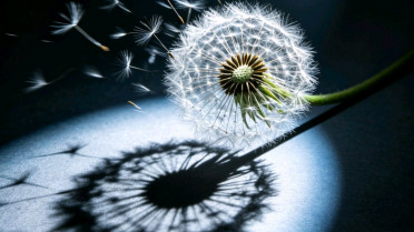 一日一语的感言，小学生晨读美文100篇